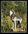 Gray Wolf howling