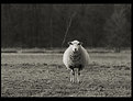 Picture Title - Sheep