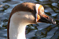 Picture Title - Portrait of a goose