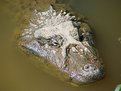 Picture Title - Croco Face