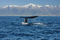 Picture Title - Whales Tail