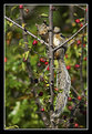 Picture Title - Eastern Gray Squirrel