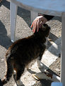 Picture Title - caress of a stranger