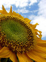 Picture Title - Sunflower