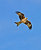 Red Kite 2