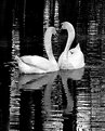 Picture Title - Swans II