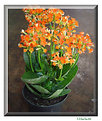 Picture Title - Kalanchoe (2)