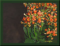 Picture Title - Kalanchoe (3)