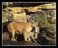 Picture Title - Mountain Lion mother and cubs