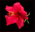Picture Title - December Red Hibiscus