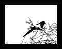 Picture Title - B&W bird