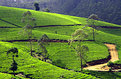 Picture Title - Tea Fields