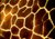 ABSTRACT GIRAFFE