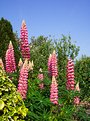 Picture Title - Lupins