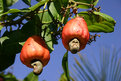 Picture Title - Cashew nuts