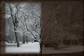 Picture Title - Frosted Tree