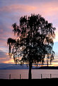 Picture Title - Lake Taupo Sunset