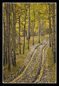 Picture Title - Road through fall aspens