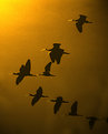 Picture Title - Migration