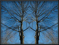 Picture Title - Mirrored  Tree