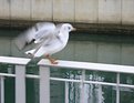 Picture Title - Gabbiano Gull is taking off