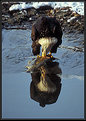 Picture Title - Eagle Reflection