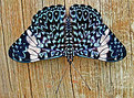 Picture Title - Butterfly #4