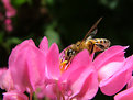 Picture Title - Flower_Bee