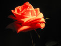Picture Title - Simplemente una rosa