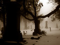 Picture Title - Into The Fog #2