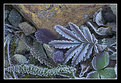 Picture Title - Frosty ground cover