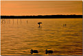 Picture Title - uccelli d'acqua al tramonto..per gino quattrocchi