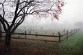 Picture Title - Foggy Grave Yard