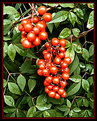 Picture Title - Very Berry