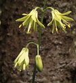 Picture Title - Clintonia 1A