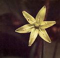 Picture Title - Clintonia 3