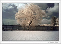 Picture Title - Infrared Tree