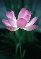 Picture Title - Lotus