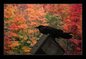 Picture Title - Autumn