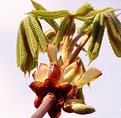 Picture Title - Budding chestnut tree