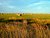 Pastoral