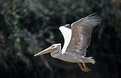 Picture Title - the pelican
