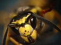 Picture Title - Hairy Wasp