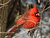 winter cardinal