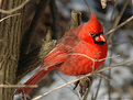 Picture Title - winter cardinal