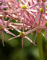 Picture Title - Flowers in Spring