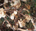 Picture Title - Dried 'clover'