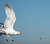 fuel supply on air