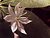 Starflower