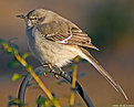Picture Title - Northern Mockingbird (Mimus Polyglottos)